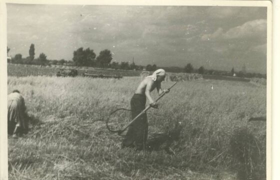 Bardzo stare zdjęcie, mężczyzna w chuście na głowie i długich spodniach, bez koszuli ścina zboże kosą. Kobieta z lewej strony jest pochylona, prawdopodobnie wiąże snopki. W oddali wóz i konie.